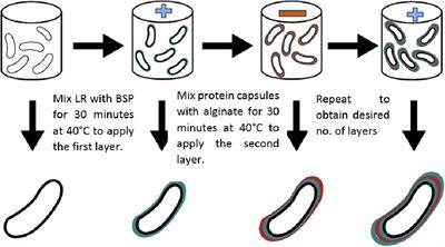 Layer-by-Layer Coating of Single-Cell Lacticaseibacillus rhamnosus to Increase Viability Under Simulated Gastrointestinal Conditions and Use in Film Formation